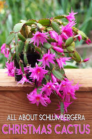 A christmas cactus (schlumbergera bridgesii) is a unique blooming succulent with long, draping stems that bloom with vibrant flowers. All About Schlumbergera Christmas Cactus Schlumbergera Also Known As Thanksgiving Cactus Christmas Ca Christmas Cactus Holiday Cactus Christmas Cactus Care