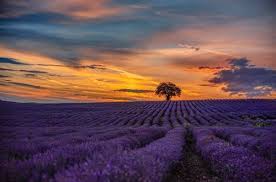 30 000 Best Lavender Field Photos 100 Free Download Pexels Stock Photos Download lavender fields wallpaper from the above hd widescreen 4k 5k 8k ultra hd resolutions for desktops laptops, notebook, apple iphone & ipad, android mobiles & tablets. 30 000 best lavender field photos