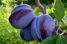 Finding the elusive damson plum in the wild (aka the farmers' market) is like hitting the culinary jackpot. Damson Plum Tree Certified 5 Seeds 3931 Item Upc 636134972427 Buy Online In Honduras At Honduras Desertcart Com Productid 84033333