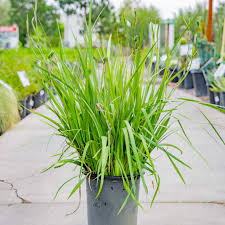 Image result for Moraea niassensis