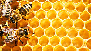 Image result for honeycomb