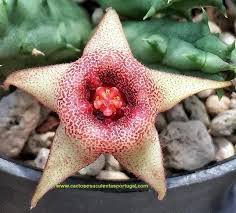 Image result for Huernia procumbens