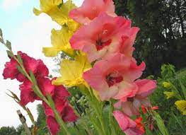 Cvece Gladiole Gladiola Latinski Naziv Gladiolus Hybridum Je Biljka Dobijena Household Plants Flowers Gladiolus