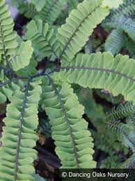 Image result for Adiantum vogelii