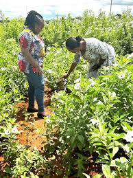 Image result for Astripomoea hyoscyamoides