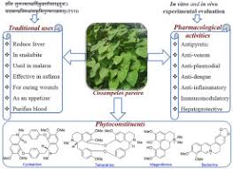 Image result for Cissampelos