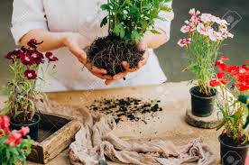 Os cravos nas mãosescala h2x jesus vida e obra. Jardineiro Que Faz O Trabalho De Jardinagem Em Uma Tabela Rustica Trabalhando No Jardim Close Up Das Maos De Uma Mulher Se Importa Cravos De Flores Maos Da Mulher Ferramentas De Jardim Com