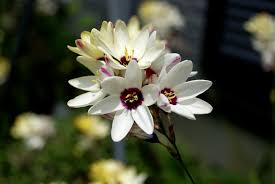 Image result for Iridaceae
