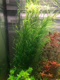 Image result for Potamogeton