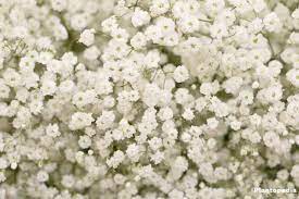 Baby S Breath Plant Gypsophila How To Grow And Care Plantopedia