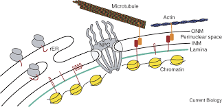 Whereas eukaryotic cells have a nucleus bound membrane, this is not the case with prokaryotes (e.g. Nuclear Envelope Current Biology