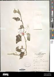 Image result for Cucumis aculeatus