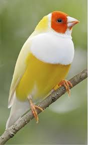 It S A Beautiful World Kus Gozlemciligi Guzel Kuslar Ve Papaganlar