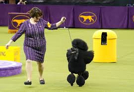 All the winners from the 2019 westminster dog show. Westminster Best In Show Winners 2008 To 2020 American Kennel Club