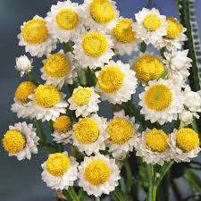 Currently there are three types of flowers: Seeds For Unusual Cut Flower Arrangement Plants