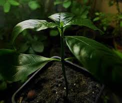Image result for Psychotria ceratoloba