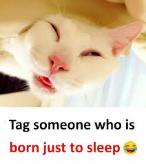 pin by timeodd on cute animal cute animals animals cats