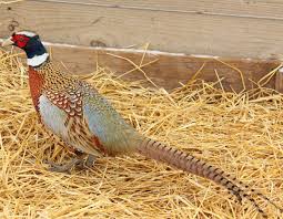 Fish species include bass and catfish. Pheasant History And Facts In The United States