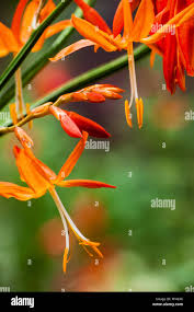 Image result for Crocosmia aurea