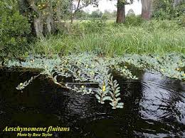 Image result for Vossia cuspidata