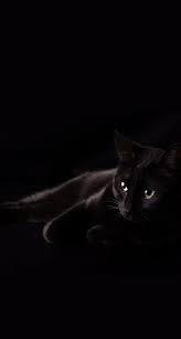 Amoled wallpapers oneplus wallpapers dope wallpapers hd wallpapers for mobile gaming wallpapers wallpapers android wallpaper wallpapers mobile wallpaper game wallpaper iphone. Black Cat Iphone Wallpapers Top Free Black Cat Iphone Backgrounds Wallpaperaccess