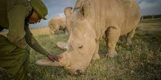 انقراض وحيد القرن | أخبار سكاي نيوز عربية. R5yiiuz8gonaam