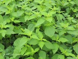 Image result for Blainvillea acmella