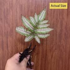 Image result for Pteris atrovirens