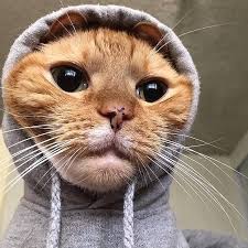Fashionovely On Bild Gram Posts Videos Stories Bildgram Fashion Style Fresh Way To Wear A Hoodie V Cute Animals Cute Funny Animals Cute Baby Animals