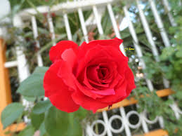 وردة حمراء plants rose flowers