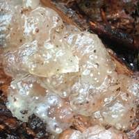 Image result for Exidia nucleata