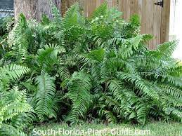 Usually, ferns grow best when it's shady and moist conditions! South Florida Ferns