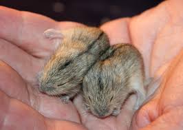 Grizzy und die lemminge entdecken die neueste errungenschaft des rangers: Nagetiere Lemminge Tieranzeigen