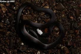 Image result for Scleria induta