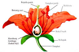 Kumpulan gambar tentang gambar bunga mawar dan cara penyerbukannya, klik untuk melihat koleksi gambar lain di kibrispdr.org. Terkini Cara Penyerbukan Bunga Mawar