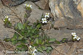 Image result for Arabis alpina