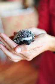 Baby Hedgehog Karisia Walking Safaris Babyhedgehogs Cute Hedgehog Baby Hedgehog Cute Animals