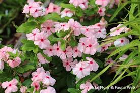 Image result for Catharanthus