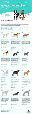 Which Dog Breeds Go Well Together And Which Ones To Avoid Infographic