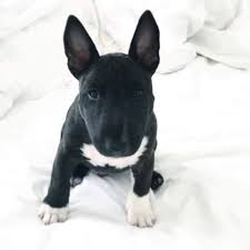 Black And Brown Terrier Dog Pin By Angel Prewitt On Bull Terrier Puppies Bull Terrier Miniature Bull Terrier Bull Terrier Puppy