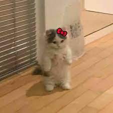 Hello Kitty Cat Pfp Cat Icon Anime Cat Cat Stands