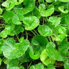 Maybe you would like to learn more about one of these? Mengolah Daun Pegagan Sebagai Obat Herbal Darah Tinggi Obat Herbal Promo