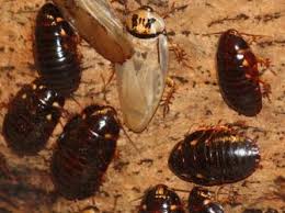 Well, you can help that bait work more effectively by eliminating other food sources. Walnut Creek Pest Control Bed Bugs Cockroaches Rodents