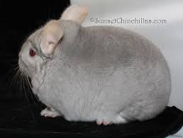 A wilson white is any white chin in the uk. Chinchilla Colors Sunshine Chinchillas