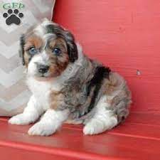 Miniature Aussiedoodle Puppies For Sale Greenfield Puppies Aussie Doodle Puppy Cute Dogs And Puppies Puppies