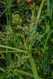 Image result for Cyperus alopecuroides