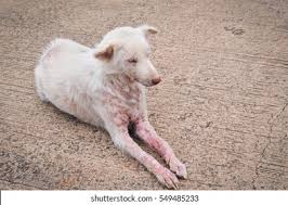 Image result for scabies dog ear