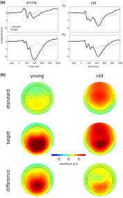 Drag and drop to translate word (.docx) and powerpoint (.pptx) files with our document translator. Preceding Stimulus Sequence Effects On The Oddball P300 In Young And Healthy Older Adults Kamp 2020 Psychophysiology Wiley Online Library