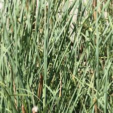 Image result for Typha capensis