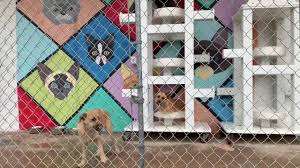 Smokey blue / pack leaders rescue of ct, ct. Ct Animal Advocates Notice Alarming Trend Of Pets Adopted During Pandemic Being Returned To Shelters As Life Returns To Normal